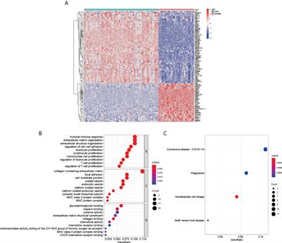 Upregulation of XIAP promotes lung adenocarcinoma brain metastasis by modulating ceRNA network